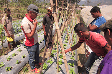 Timor-Leste Evaluation of Horticulture