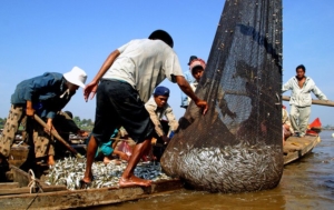 People gathering a Mekong resource, nets full of fish